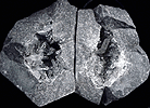 Mineral specimen: Quartz crystal pocket (2 halves) from Near foundation of Henry Hudson Bridge, Inwood Hill Park, Manhattan Island, New York City, New York.
