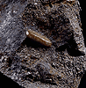 Mineral specimen: Apatite in Pyrrhotite from Phillips Pyrrhotite Mine, Anthony's Nose, Putnam County, New York.
