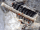 Mineral specimen: Sphalerite on Crinoid Stem fossil from Mid-Cotinent Mine, Picher, Oklahoma.